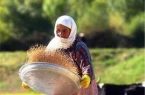 طرح توانمندسازی زنان روستایی لرستان برای کاهش فقر و اشتغالزایی طرح توانمندسازی زنان روستایی لرستان برای کاهش فقر و اشتغالزایی