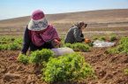 حمایت از کارآفرینی بانوان جوان در حوزه کشاورزی حمایت از کارآفرینی بانوان جوان در حوزه کشاورزی