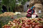 گزارش راهکارهای جایگزین: خوداشتغالی به عنوان سنگ بنای اقتصاد مقاوم روستایی